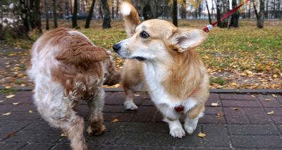 Male dogs more likely to develop contagious oro-nasal cancer