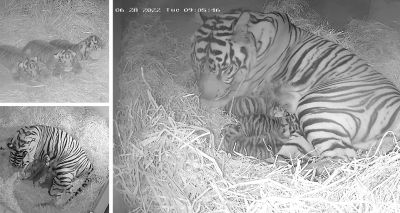 Trio of critically endangered tiger cubs born