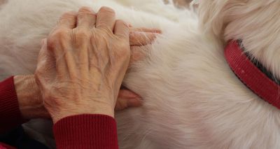 Research published on robotic pets as dementia therapy