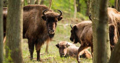 First bison released in UK for 6,000 years