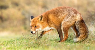 Dog faeces a 'significant part' of fox diets, study finds