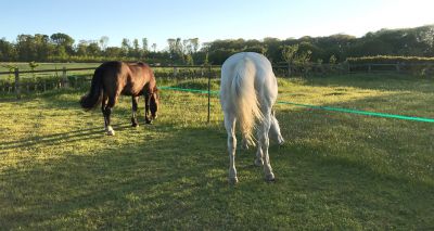 Study highlights additional benefits of strip grazing