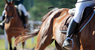 Animal welfare charites react to horse whip review