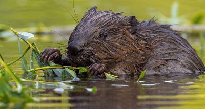 Beavers to be given legal protections in England