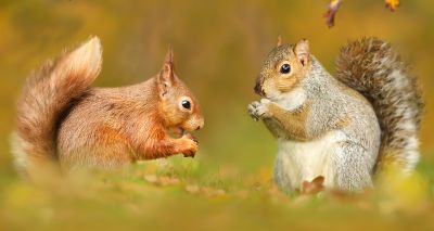 Oral contraceptive plan to control grey squirrel populations