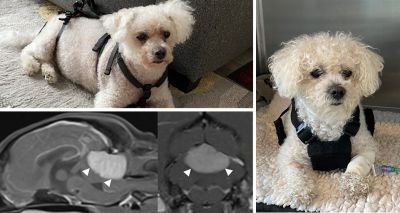 Bichon frise receives successful meningioma surgery