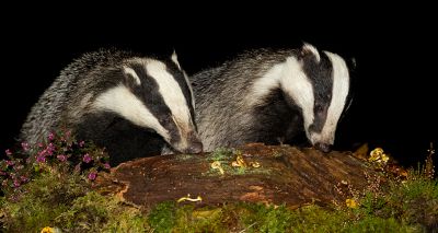 Vets sign open letter calling for badger cull moratorium