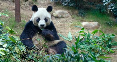 World's oldest male giant panda dies