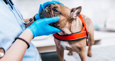 Brachy dogs at highest risk of skin fold dermatitis