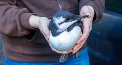 RSPCA no longer taking in injured seabirds