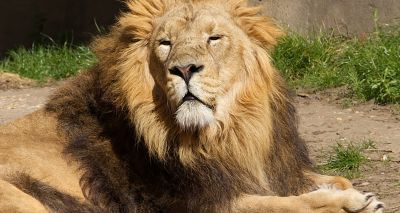 Endangered lion gets CAT scan