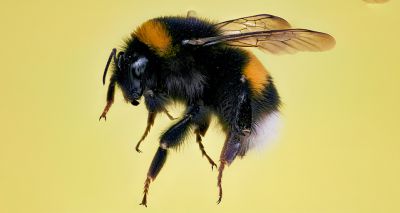 Bees increasingly stressed over climate change, study finds