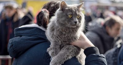 Free cat care guides for Ukrainian refugees