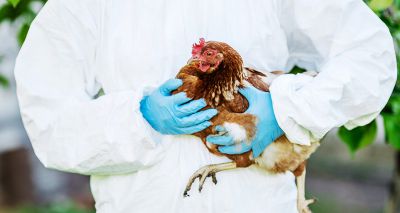 Avian influenza confirmed in Norfolk