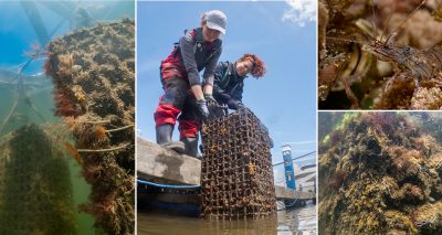 British oyster restoration project thriving