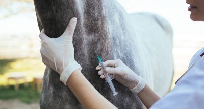 BEVA, BEF, BHA monitoring shortage of equine influenza vaccinations