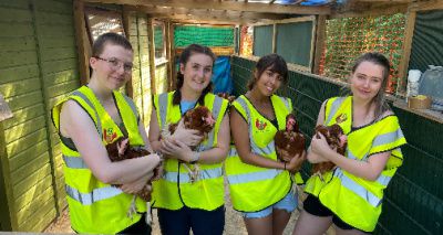 Nottingham vet students help with hen rehoming