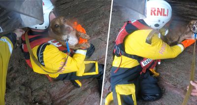 RNLI rescues spaniel after 100ft fall