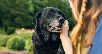 Hearing loss linked to dementia in dogs, study finds