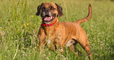 Clarity in dog profiles key to rehoming success, study finds