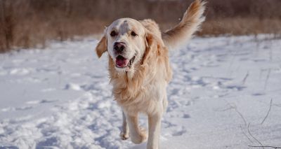 Canine diabetes more common in colder areas, study finds