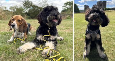 Blind puppy graduates dog school with special training