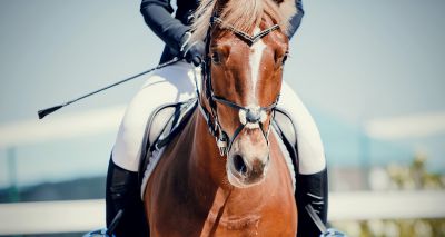 Equine ethics and wellbeing survey garners significant response