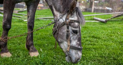 Report reveals animal welfare enforcement concerns in local councils