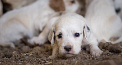 Kennel Club research finds rise in rogue puppy breeders