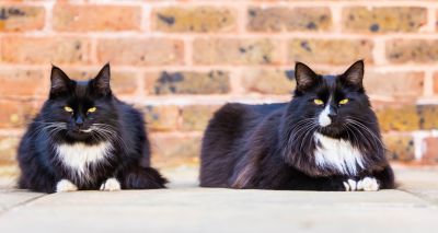 Hospice cats named joint National Cat of the Year