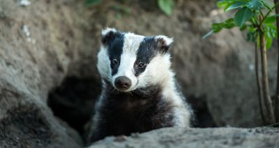 Calls to cease badger cull amid extreme weather conditions