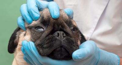 Pet Eye Health Awareness Week returns for 2022