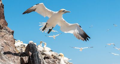 Conservationists call for fresh approach to takle avian flu