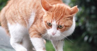 BVA highlights most pressing cat welfare issues