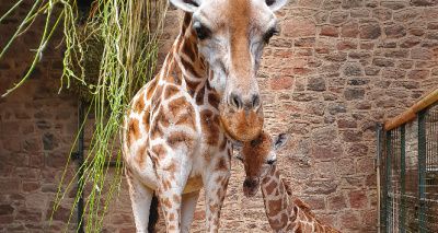 Rare giraffe born at Chester Zoo