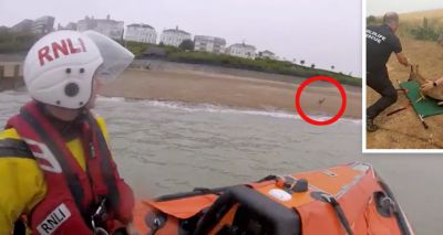 RNLI rescues deer out at sea