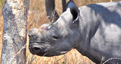 Study adds to evidence for dehorning black rhinos