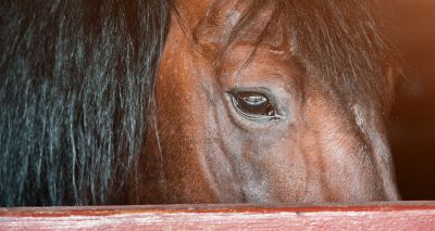 World Horse Welfare reacts to transport recommendations