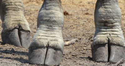 Company and food helps hooved animals in captivity, study finds