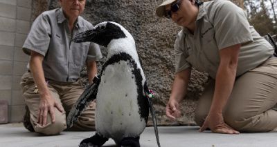 Penguin thrives with custom orthopaedic shoes