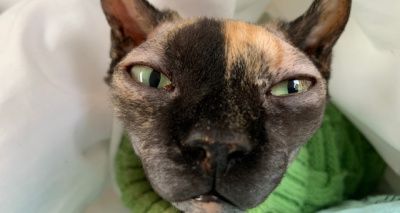 Sphynx cat undergoes complex corneal graft