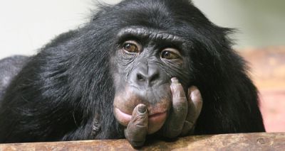 Study explores captive primate behaviour over lockdown