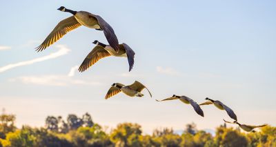 Half of world’s bird species in decline, report finds