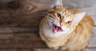 Cats Protection set to launch annual report