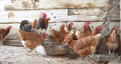 Poultry housing order declared in East Anglia