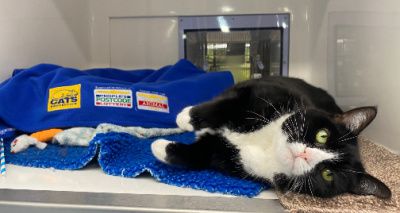 Cats Protection launches homing appeal