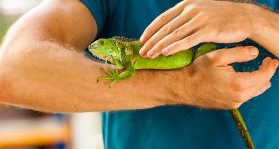 Reptile relinquishment could be halved with education