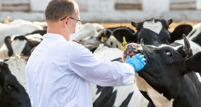 Vets welcome approval of lay TB testers in Wales