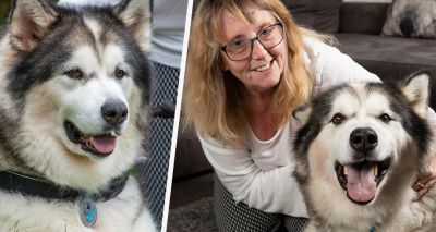 Alaskan Malamute wins Blue Cross medal