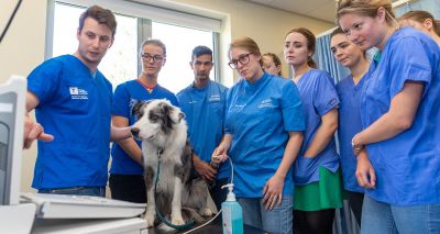 Nottingham Vet School gains AVMA accreditation